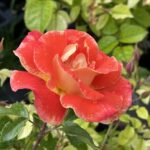Ruža mnohokvetá AIRBRUSH®, KORDES, kont. 2l