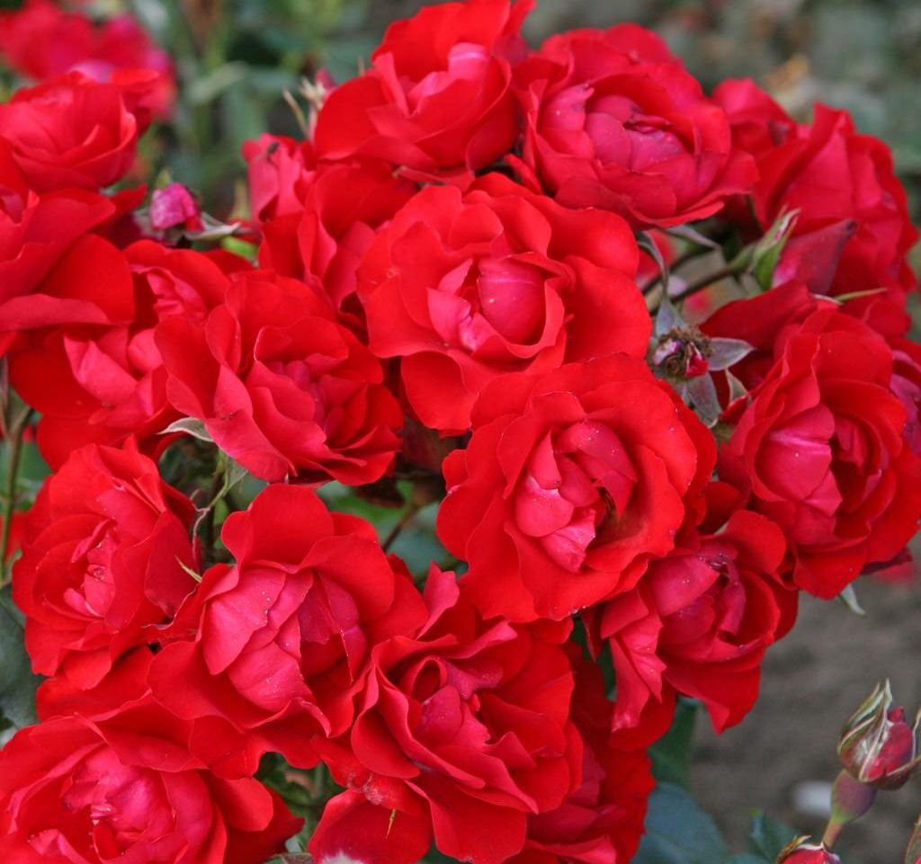 Ruža mnohokvetá 'BLACK FOREST®', KORDES, kont.2l