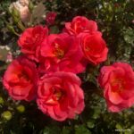 Ruža mnohokvetá 'FLAMINGO®' kont. 2l