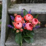 Ruža mini 'POMPEJI®' kont. 2l