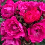 Ruža popínavá 'PERFUMY SILUETTA®' kont. 2l