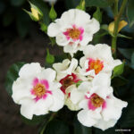Ruža veľkokvetá ‘SEE YOU IN PURPLE®‘, KORDES, kont. 2l