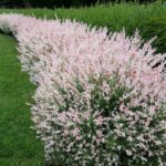 Vŕba japonská HAKURO NISHIKI, 40-60 cm, kont. 3 l