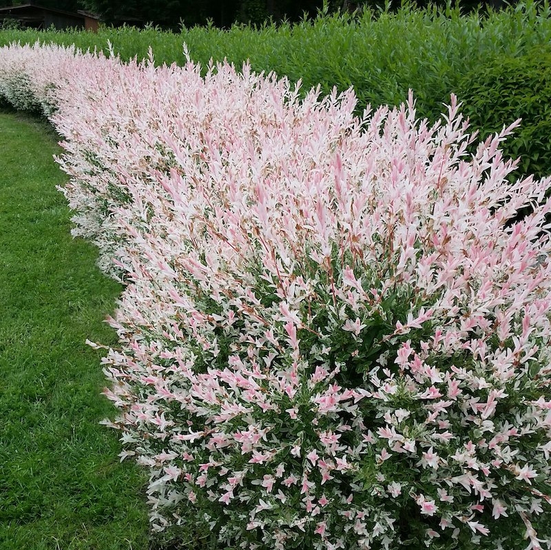 Vŕba japonská HAKURO NISHIKI, 40-60 cm, kont. 3 l