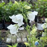 Zvonček broskyňolistý 'Takion White', kont. 0,5l