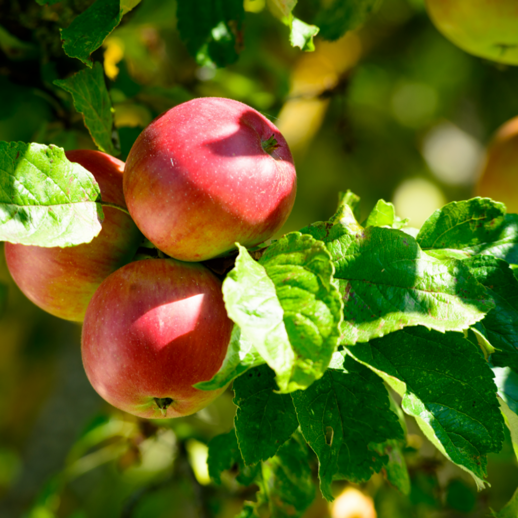 rez jablone | jarný strih | letný strih