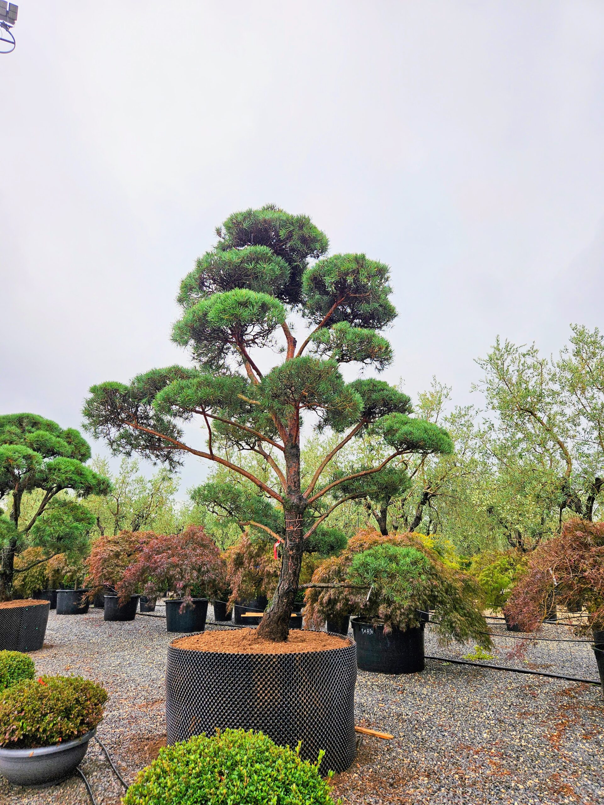 Borovica horsk MUGHUS, 200-250 cm, kont. 600l, BONSAI | Zhradnctvo  Zelen dom