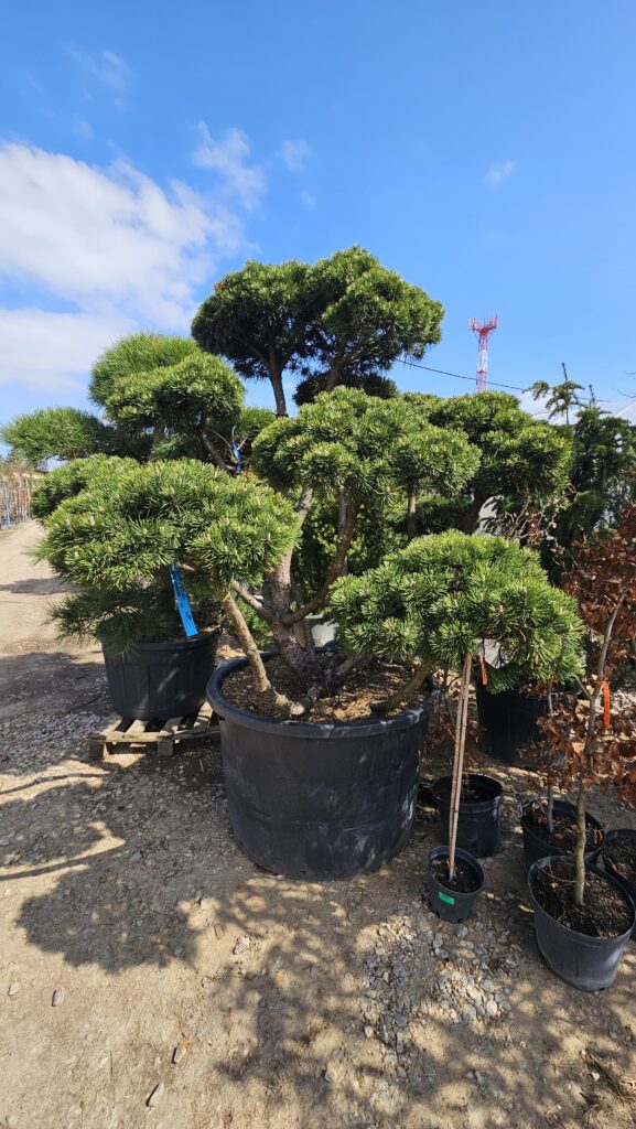 korkenzieherhasel bonsai Korkenzieherhasel - Corylus avellana… main image 0