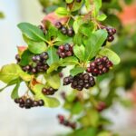 Ríbezľa čierna Ben Alder (Ribes nigrum) v kontajneri 2 l. Veľmi úrodná kríčková odroda s aromatickými plodmi vhodná na spracovanie aj mrazenie.